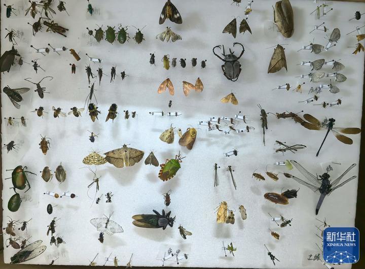 “我们的暑假作业是到山里去抓虫子”——贵州佛顶山国家级自然保护区迎暑期研学