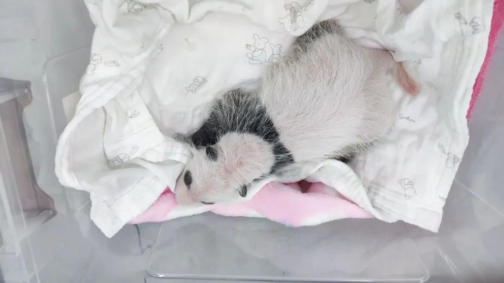 重庆动物园大熊猫宝宝“上新”了！猜猜谁的崽？