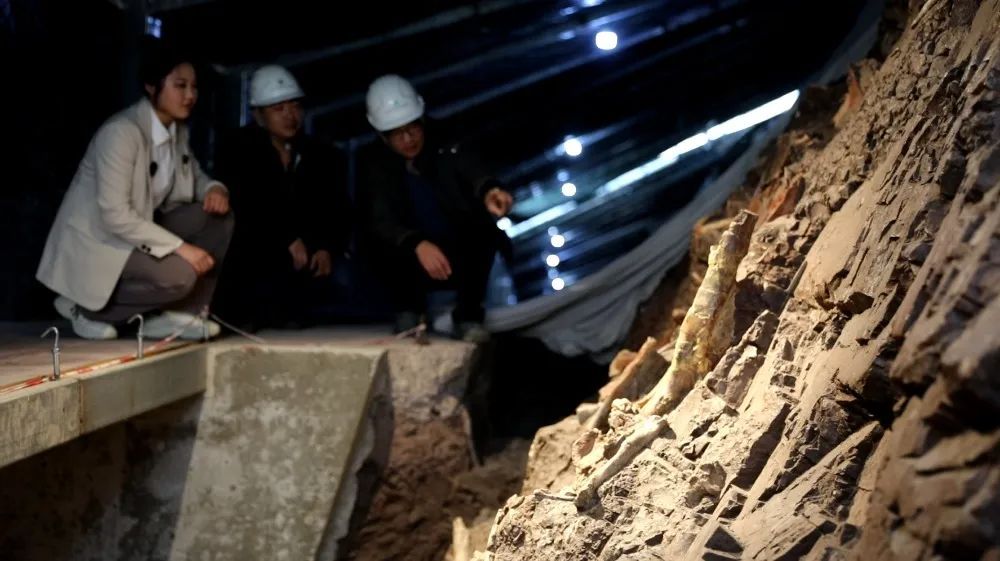 重庆新属种恐龙+1，命名为……