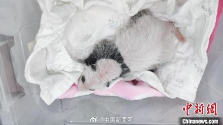 可爱！重动大熊猫幼崽初判是雌性