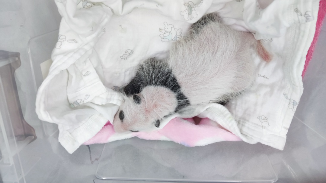 重庆动物园上新啦！“奇珍”“奇宝”添妹妹了