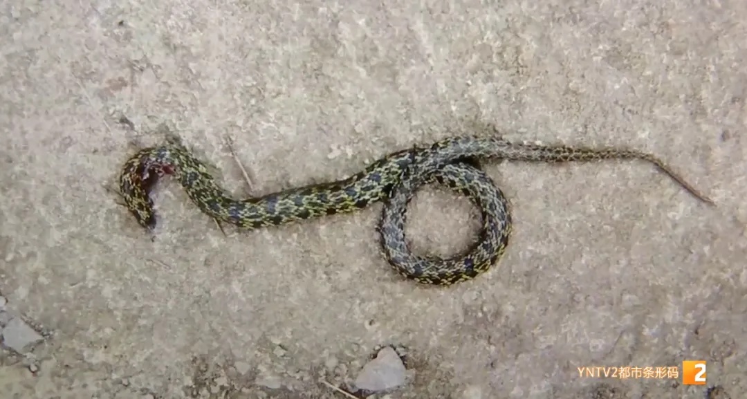 近期患者数量攀升，云南已有近200例！医生紧急提醒……