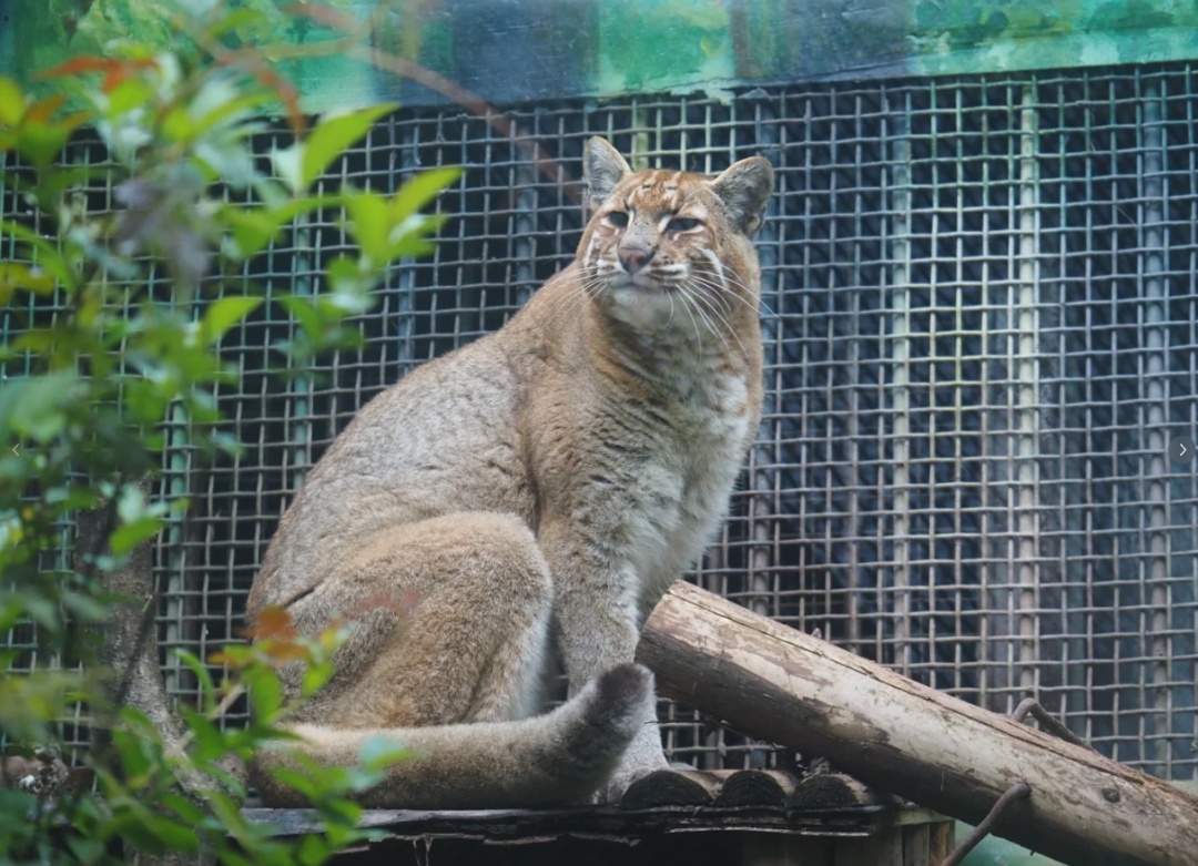 比大熊猫还珍贵?重庆动物园金猫走了:超过15岁
