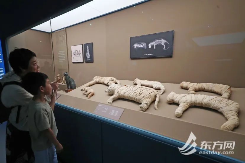 788件文物、3000平方米展陈!风靡全网的上博古埃及文明展怎么逛?攻略来了→ 788件文物、3000平方米展陈!风靡全网的上博古埃及文明展怎么逛?攻略来了→