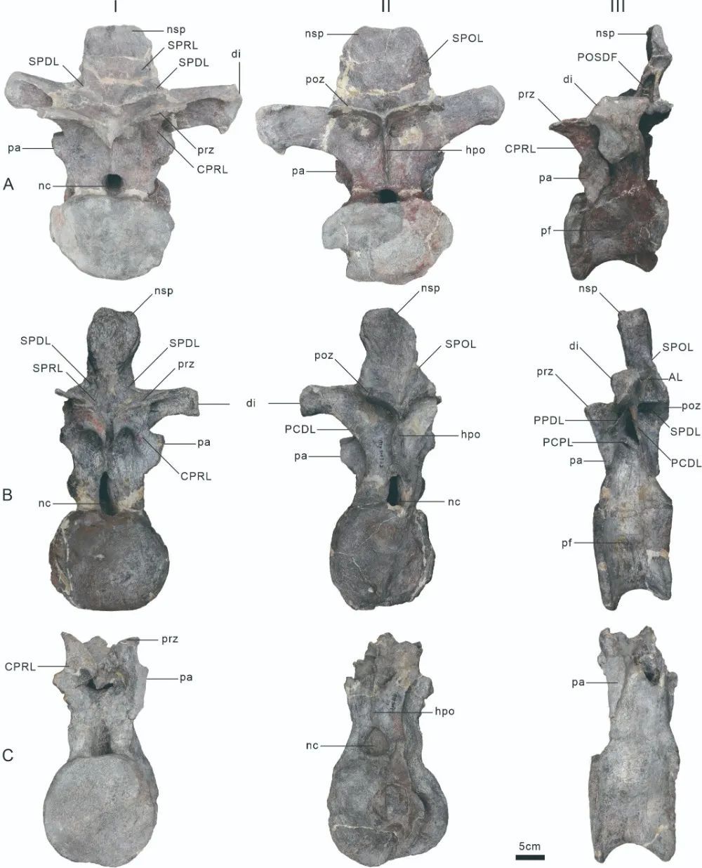 重庆新属种恐龙+1，命名为……