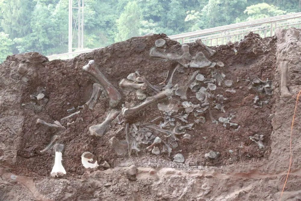 重庆新属种恐龙+1，命名为……