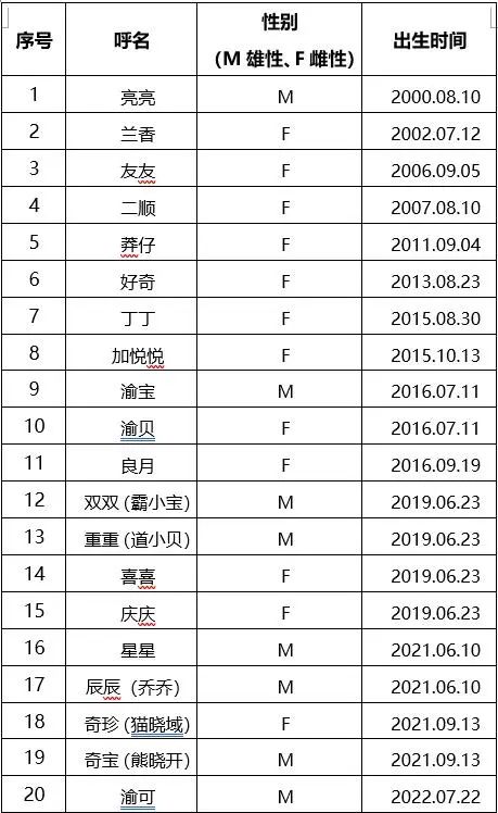 重庆动物园大熊猫宝宝“上新”了！猜猜谁的崽？