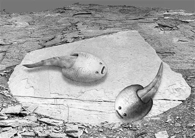 新发现！4.38亿年前，新疆塔里木盆地和华南地区可能同属一片海