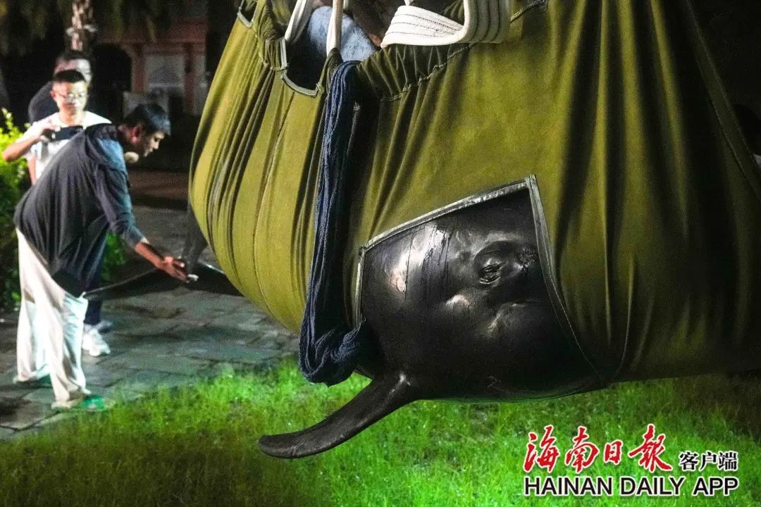 鲸鱼搁浅三亚海岸边：疑似怀孕，将为它做B超确认
