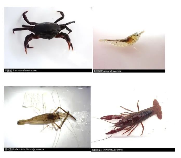 广东一地发现虾类新种！网友：能吃吗？急急急