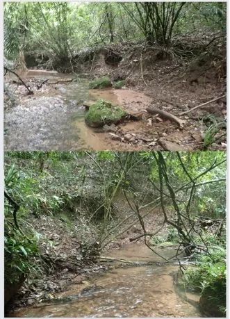 广东一地发现虾类新种！网友：能吃吗？急急急