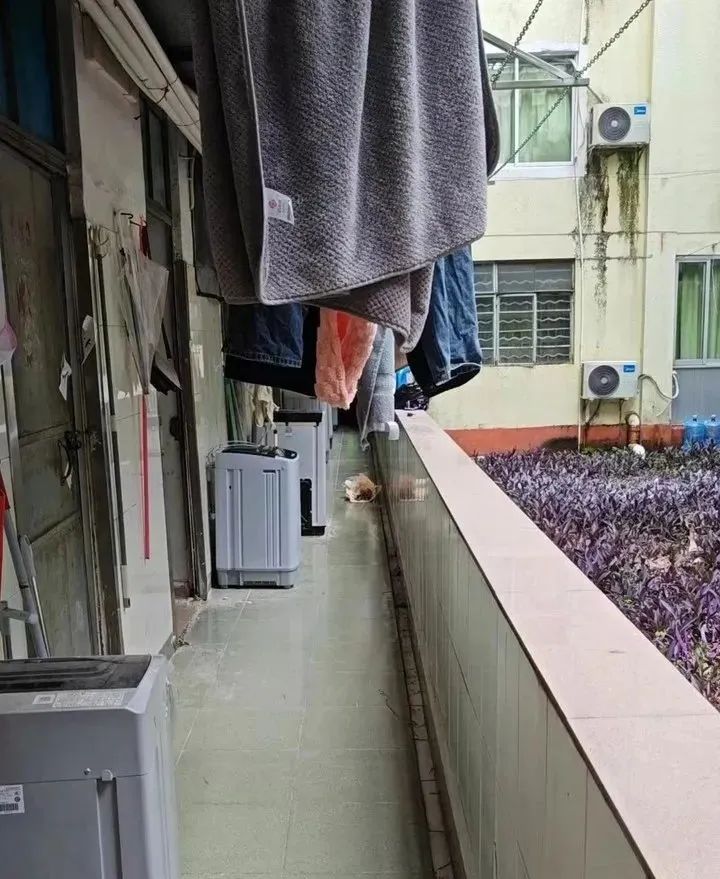 大学宿舍被指霉菌遍布!学校回应 大学宿舍被指霉菌遍布!学校回应