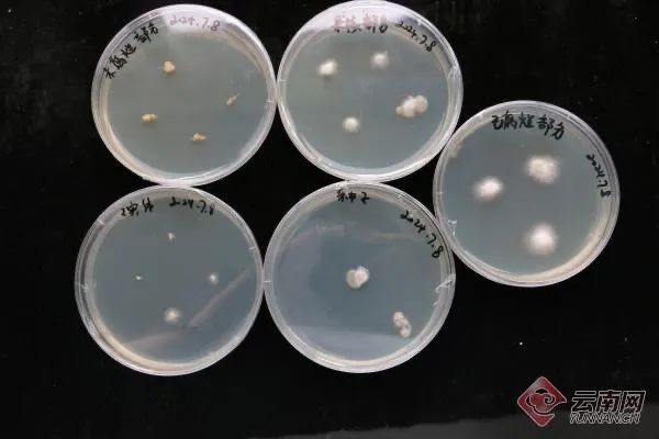 继“果菌王”之后，“蒜什蘑”也来到了昆明……