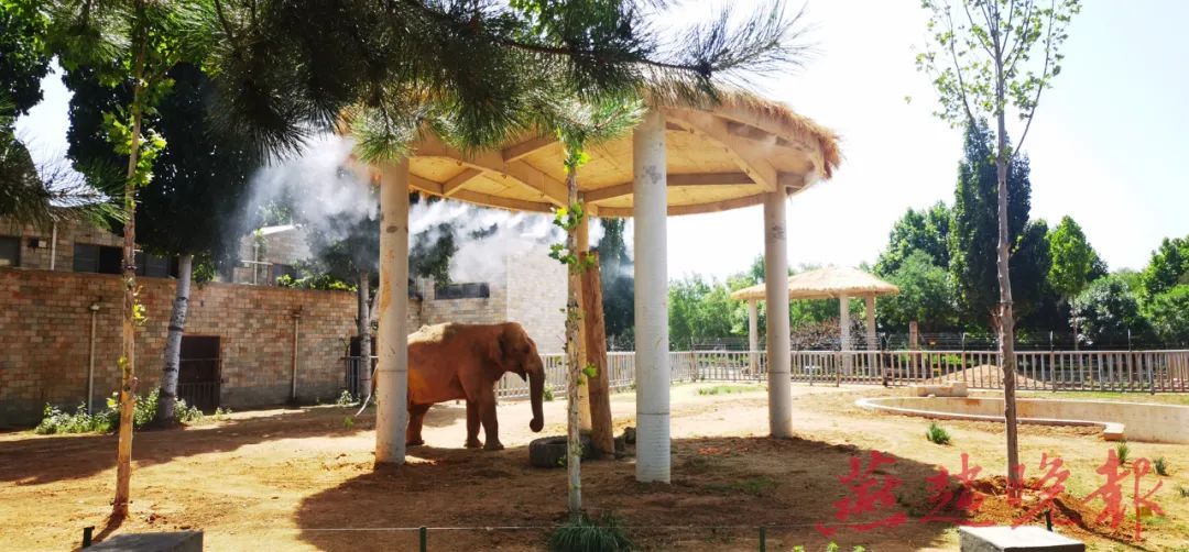 石家庄市动物园的“萌宝”们这样过夏天 石家庄市动物园的“萌宝”们这样过夏天