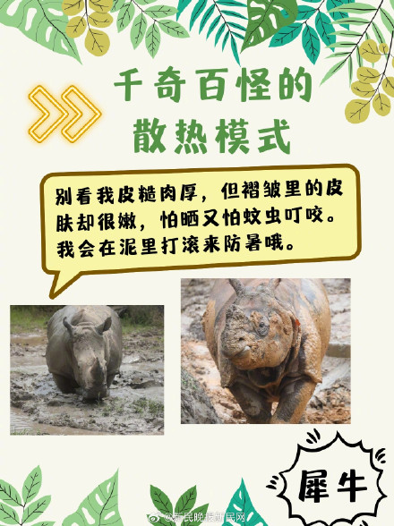 三伏天，动物们竟是这样度夏的？！