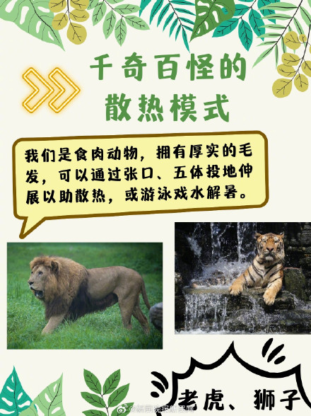 三伏天，动物们竟是这样度夏的？！