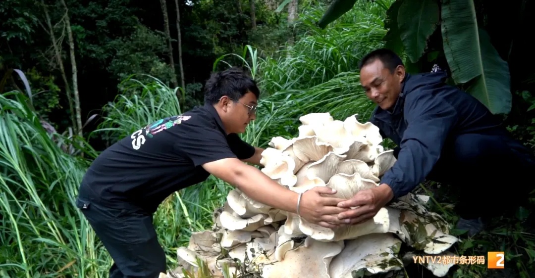云南的菌子能有多大?这个地方发现直径近1米巨型菌 云南的菌子能有多大?这个地方发现直径近1米巨型菌