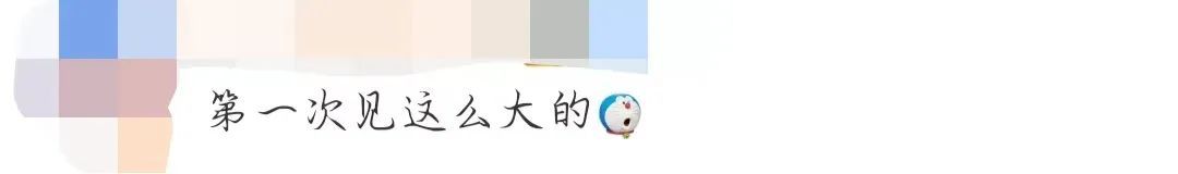 直径近一米！巨型蘑菇再次现身