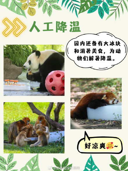 三伏天，动物们竟是这样度夏的？！