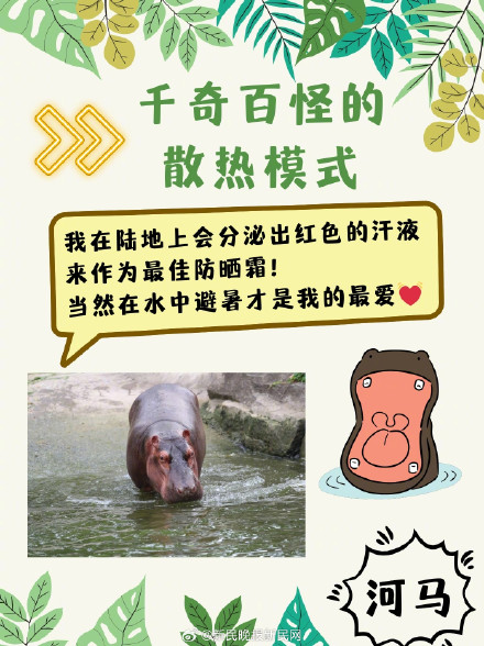 三伏天，动物们竟是这样度夏的？！