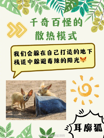 三伏天，动物们竟是这样度夏的？！