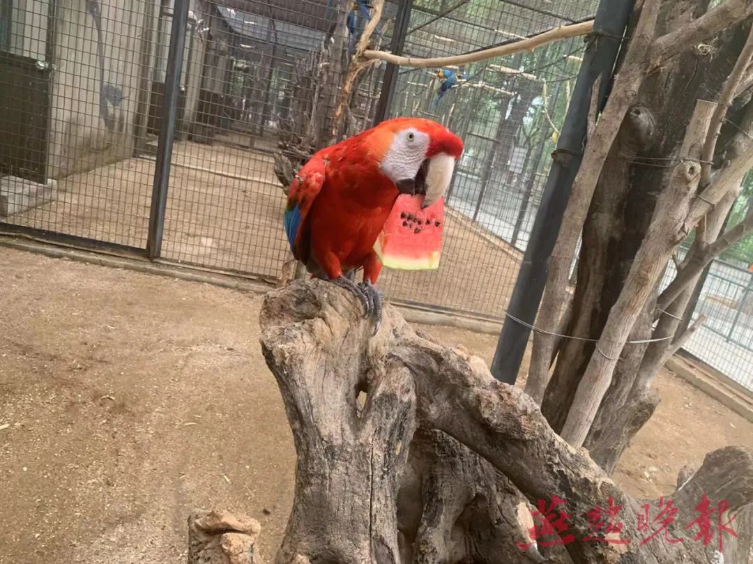 石家庄市动物园的“萌宝”们这样过夏天 石家庄市动物园的“萌宝”们这样过夏天