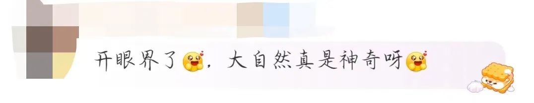 直径近一米！巨型蘑菇再次现身