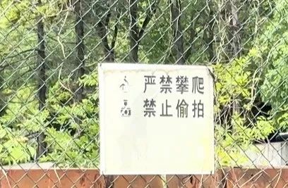 上海市区藏了一架波音747？不顾危险打卡者不少……