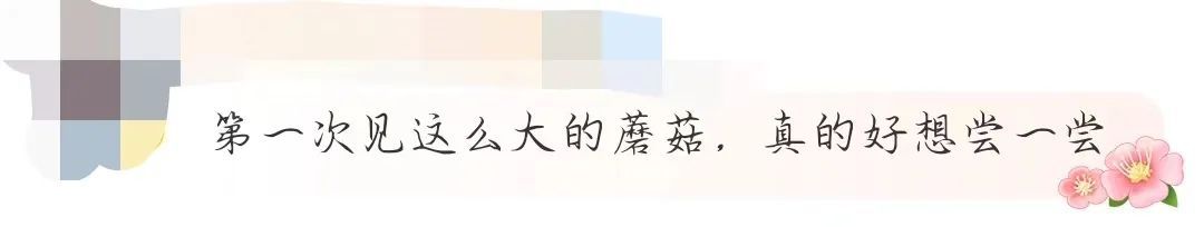 直径近一米！巨型蘑菇再次现身