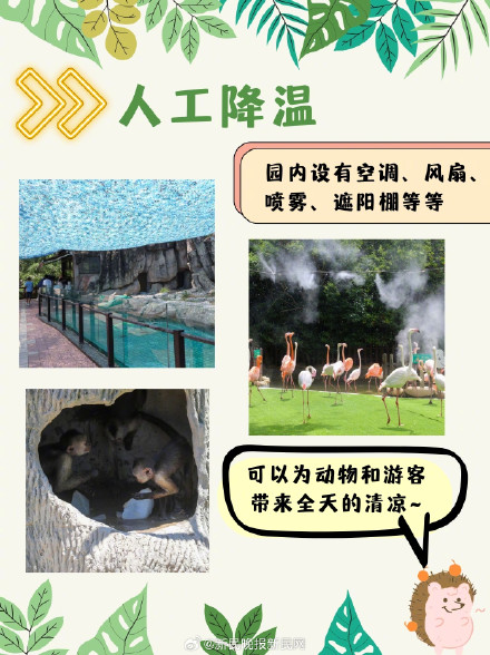 三伏天，动物们竟是这样度夏的？！