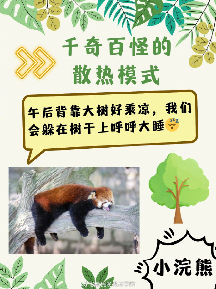 三伏天，动物们竟是这样度夏的？！