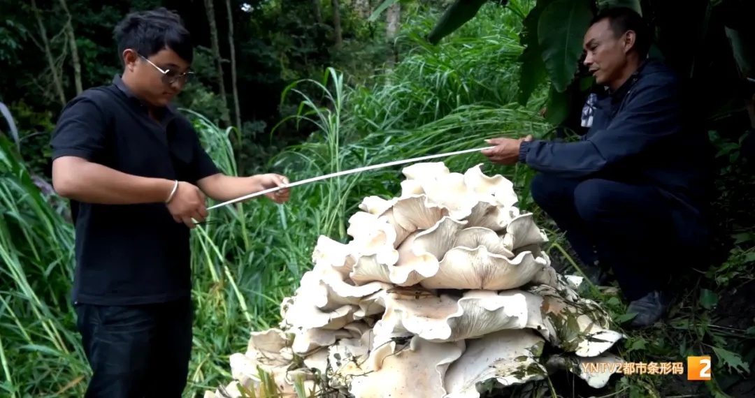 云南的菌子能有多大?这个地方发现直径近1米巨型菌 云南的菌子能有多大?这个地方发现直径近1米巨型菌