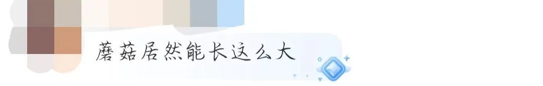 直径近一米！巨型蘑菇再次现身