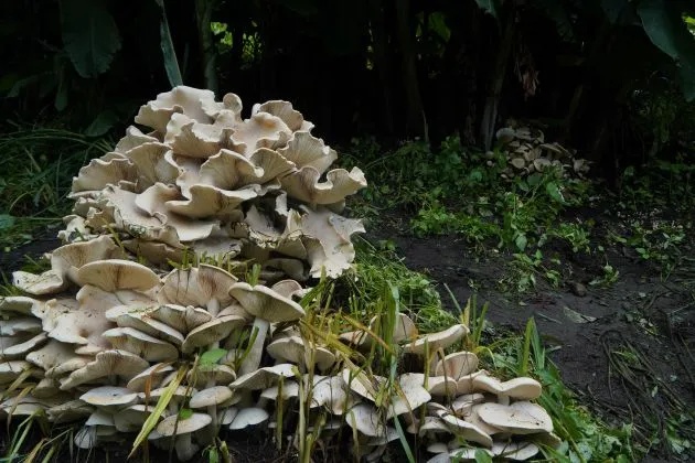 云南的菌子能有多大?这个地方发现直径近1米巨型菌 云南的菌子能有多大?这个地方发现直径近1米巨型菌