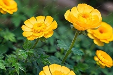 【食养课堂】口干口苦食之无味?这杯“清口茶”有奇效! 【食养课堂】口干口苦食之无味?这杯“清口茶”有奇效!