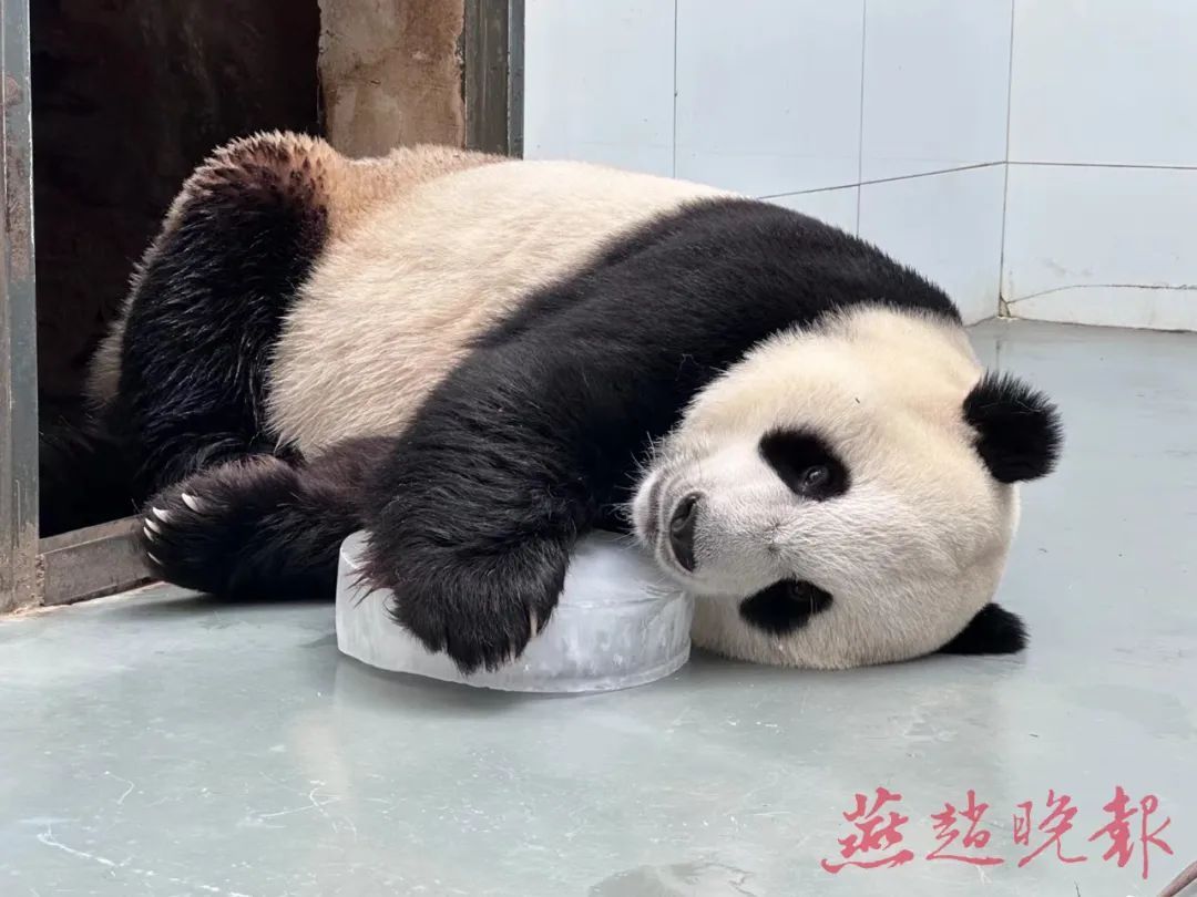 石家庄市动物园的“萌宝”们这样过夏天 石家庄市动物园的“萌宝”们这样过夏天