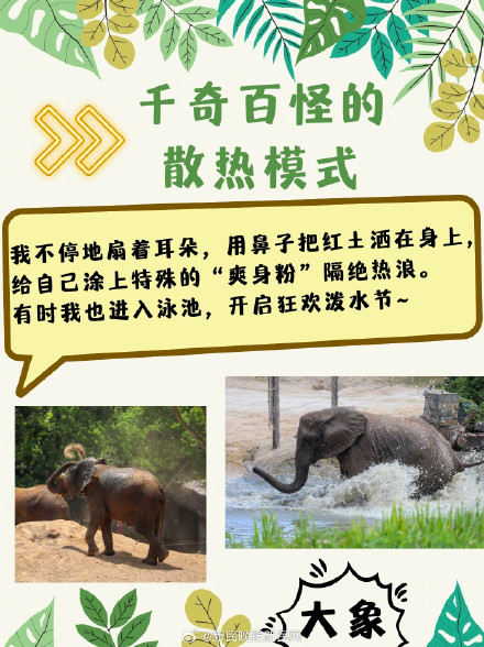 三伏天，动物们竟是这样度夏的？！