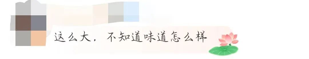 直径近一米！巨型蘑菇再次现身