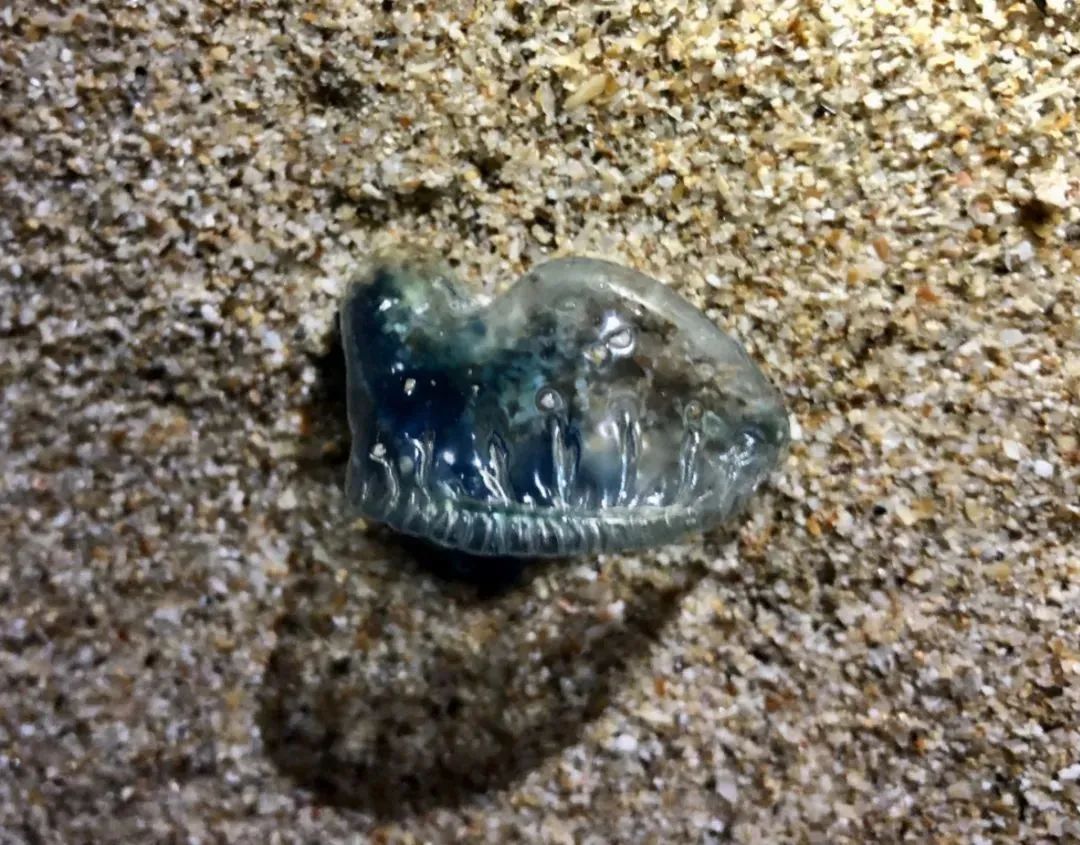 可致心脏骤停!这种“塑料袋”千万别碰→ 可致心脏骤停!这种“塑料袋”千万别碰→