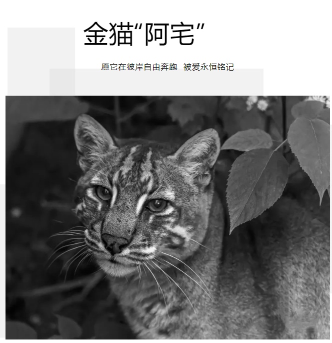“阿宅”走了!比大熊猫还珍贵? “阿宅”走了!比大熊猫还珍贵?