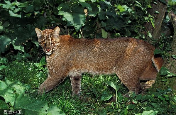 “阿宅”走了!比大熊猫还珍贵? “阿宅”走了!比大熊猫还珍贵?