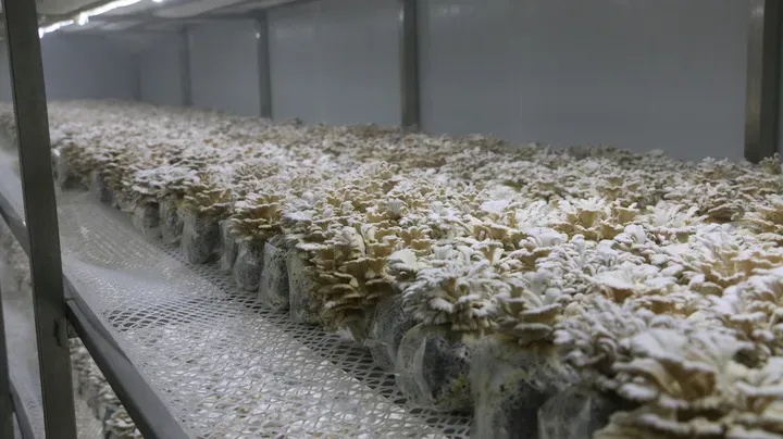 苹果长出蘑菇，中科院博士求购！后续来了