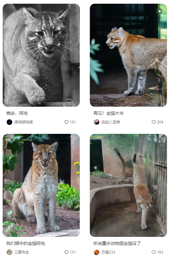“阿宅”走了!比大熊猫还珍贵? “阿宅”走了!比大熊猫还珍贵?