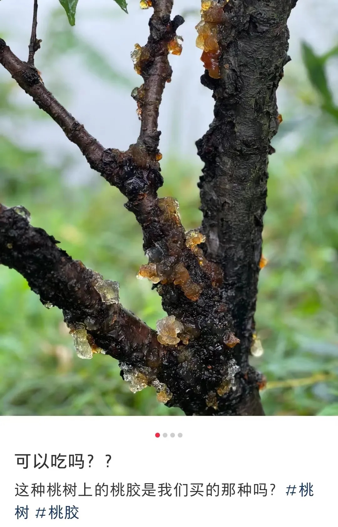 不要采、不要吃,不少地方街头已出现 不要采、不要吃,不少地方街头已出现