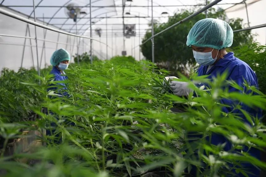 一团乱麻！泰国后悔了