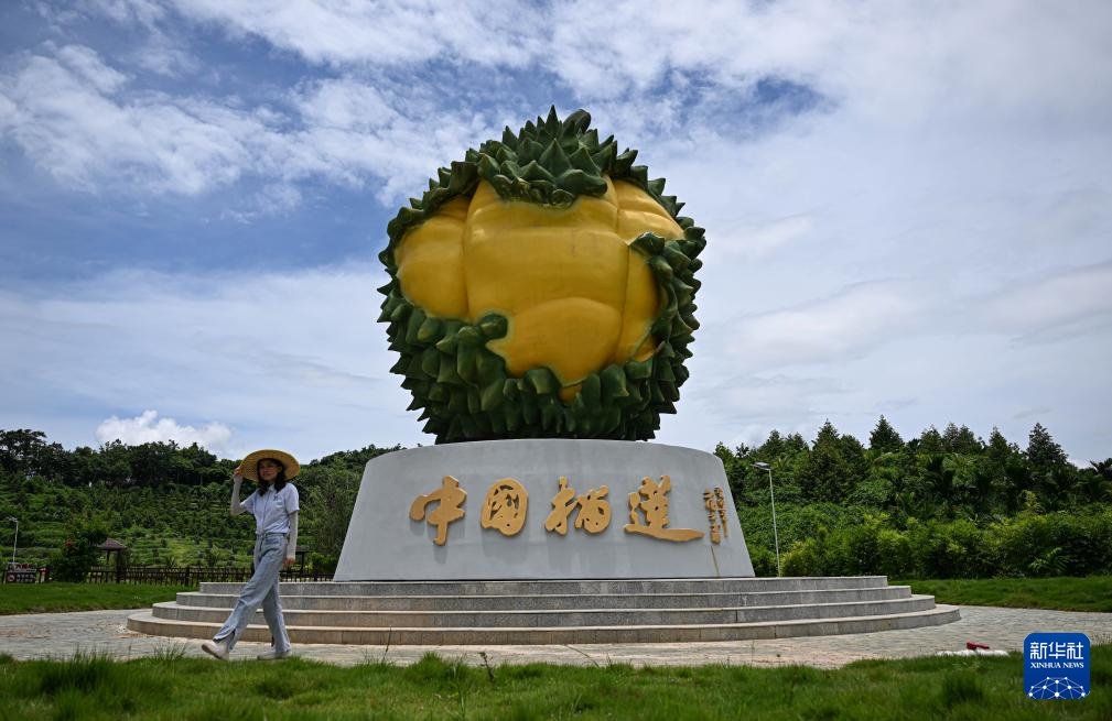 海南三亚：发展国产榴莲产业 助推乡村振兴