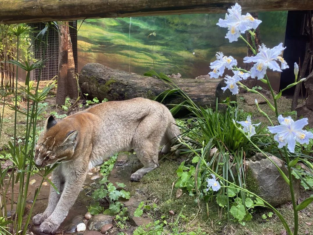 “阿宅”走了!比大熊猫还珍贵? “阿宅”走了!比大熊猫还珍贵?