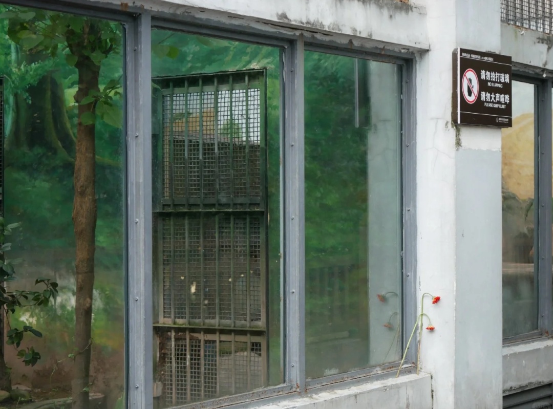 “阿宅”走了!比大熊猫还珍贵? “阿宅”走了!比大熊猫还珍贵?