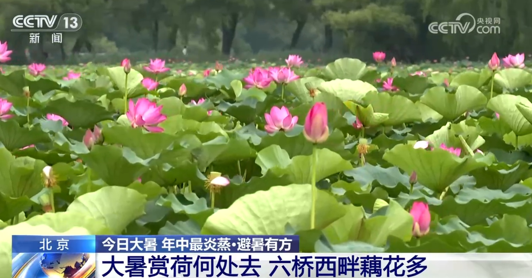 大暑节气赏荷何处去?通过地图一起“打卡”各地荷塘之美 大暑节气赏荷何处去?通过地图一起“打卡”各地荷塘之美