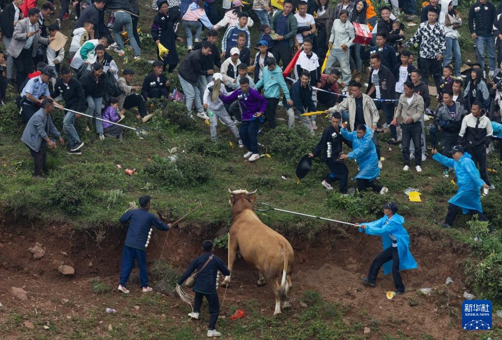 四川布拖县:“火把节”上的斗牛 四川布拖县:“火把节”上的斗牛